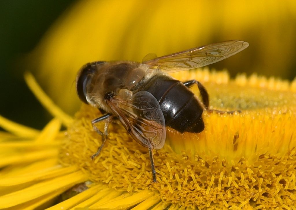 Eristalis tenax, femmina (Syrphidae)